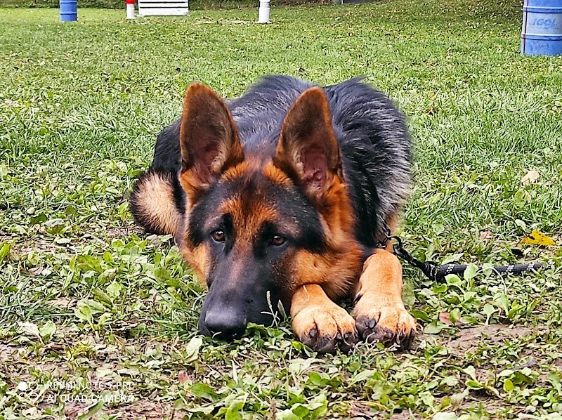 Savoie Dog'Educ. Ecole du chiot et Education canine RENFORCEMENT POSITIF toutes Races - photo 2