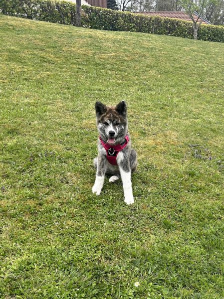 Taïg'Academy / Educateur canin à domicile - photo 3