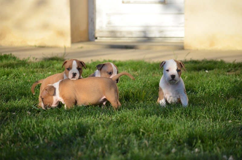 Elevage / Pension canine Domaine de Roujus - photo 1