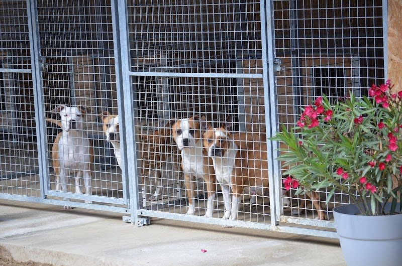 Elevage / Pension canine Domaine de Roujus - photo 2