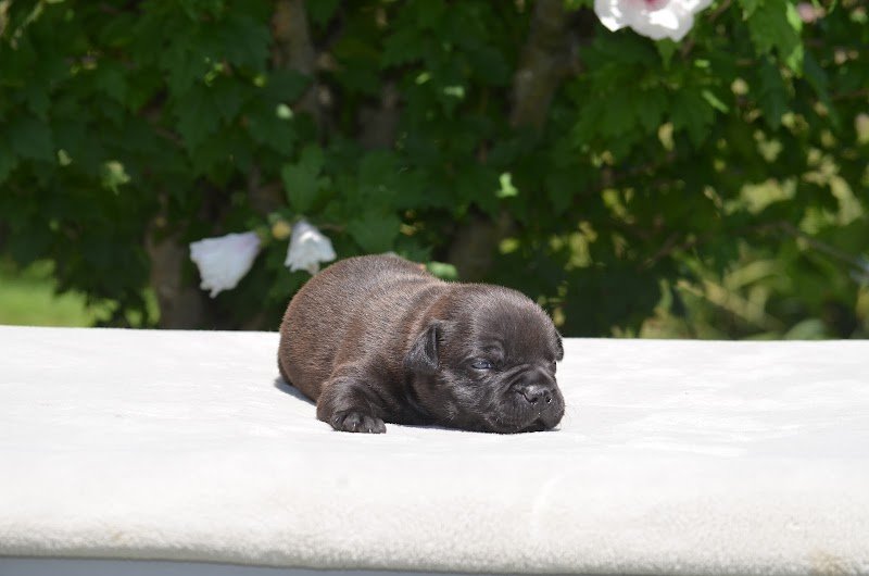 Elevage / Pension canine Domaine de Roujus - photo 3