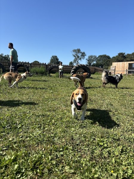 Centre aéré canin Les truffes à l'air