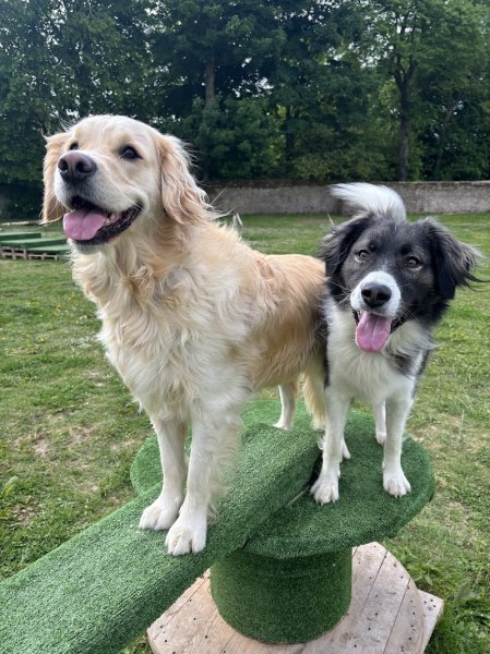Centre aéré canin Les truffes à l'air - photo 2