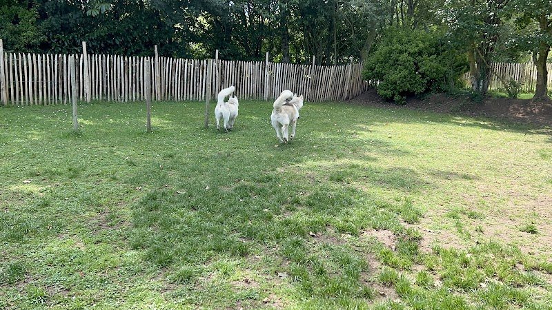 Centre aéré canin Les truffes à l'air - photo 3