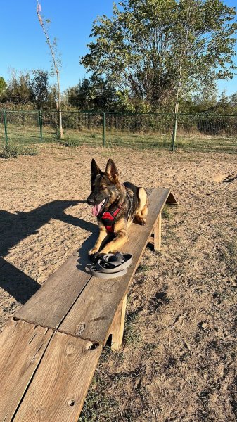 Centre Cynophile de Ruy