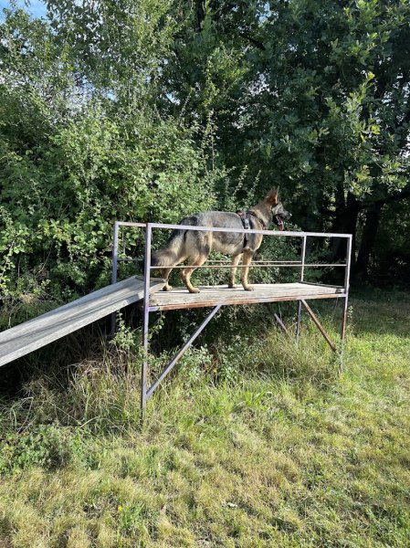 Centre Cynophile de Ruy - photo 3