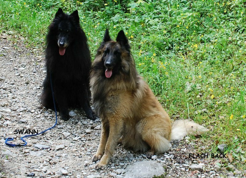 CLUB EDUCATION CANINE AGILITY DU BOULONNAIS - photo 2