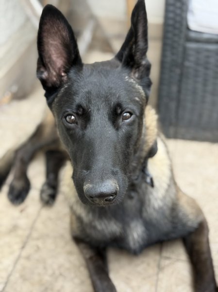 Dogsport 01 - photo 1