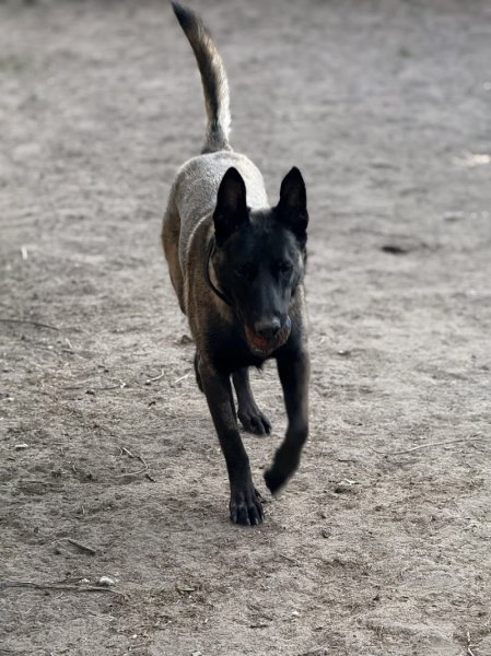 Dogsport 01 - photo 2