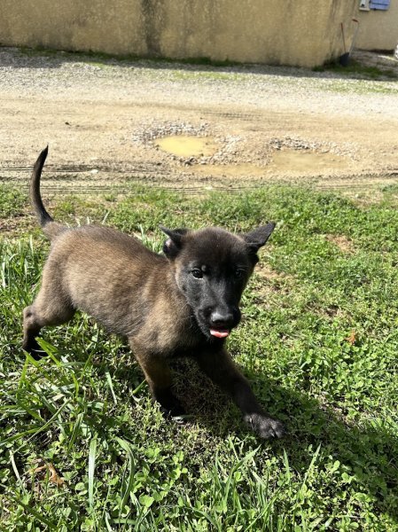 Dogsport 01 - photo 3