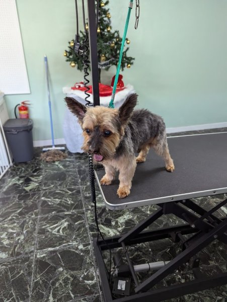 ALL SWEET DOG - photo 2