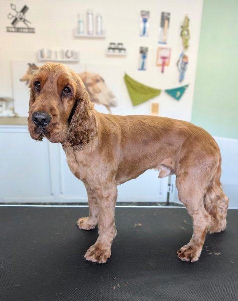 ALL SWEET DOG - photo 3