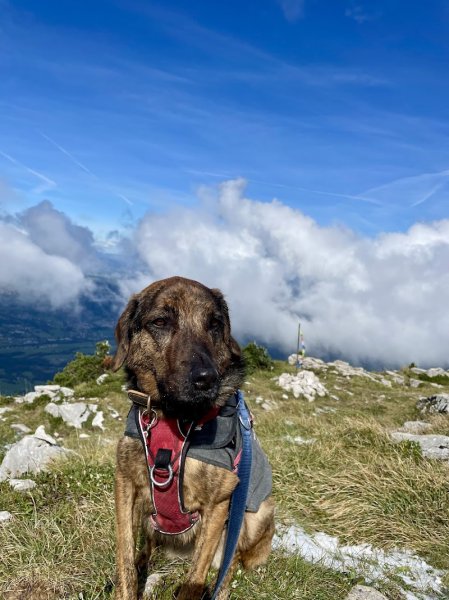 Educateur canin bien-être - Ariane - photo 2