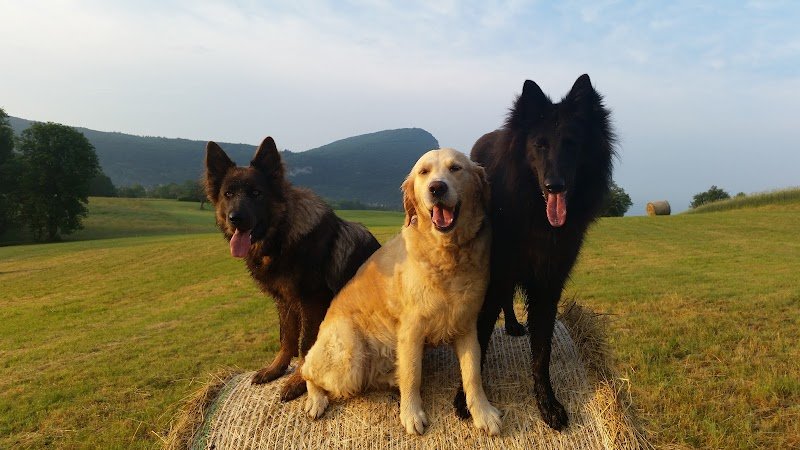 Dyade éducation canine Annecy - Comportementalistes canins - Ecole du chiot - Dressage de chiens - photo 1