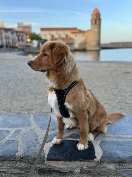 Dyade éducation canine Annecy - Comportementalistes canins - Ecole du chiot - Dressage de chiens - photo 2