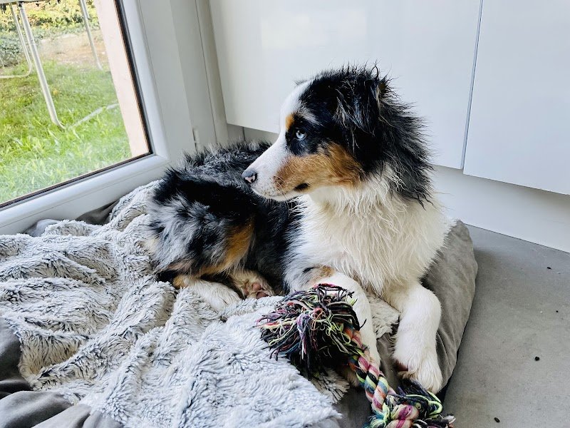 Dyade éducation canine Annecy - Comportementalistes canins - Ecole du chiot - Dressage de chiens - photo 3