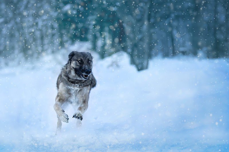 Des prouesses d'Hermes: éducateur à la méthode POSITIVE (ORIOL MANON), coach en comportement, sports canin, pet sitting - photo 1