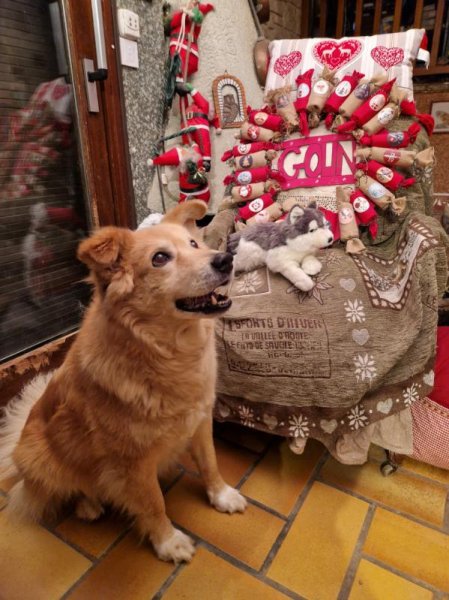 Des prouesses d'Hermes: éducateur à la méthode POSITIVE (ORIOL MANON), coach en comportement, sports canin, pet sitting - photo 2