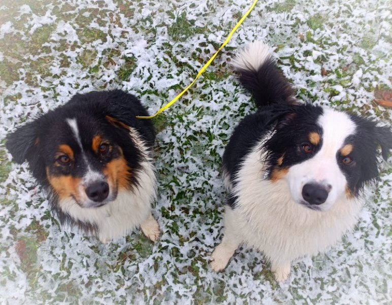 Des prouesses d'Hermes: éducateur à la méthode POSITIVE (ORIOL MANON), coach en comportement, sports canin, pet sitting - photo 3