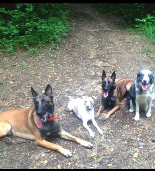 Team dog des Savoies - photo 2