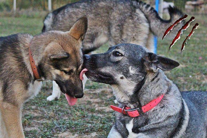 Team dog des Savoies - photo 3