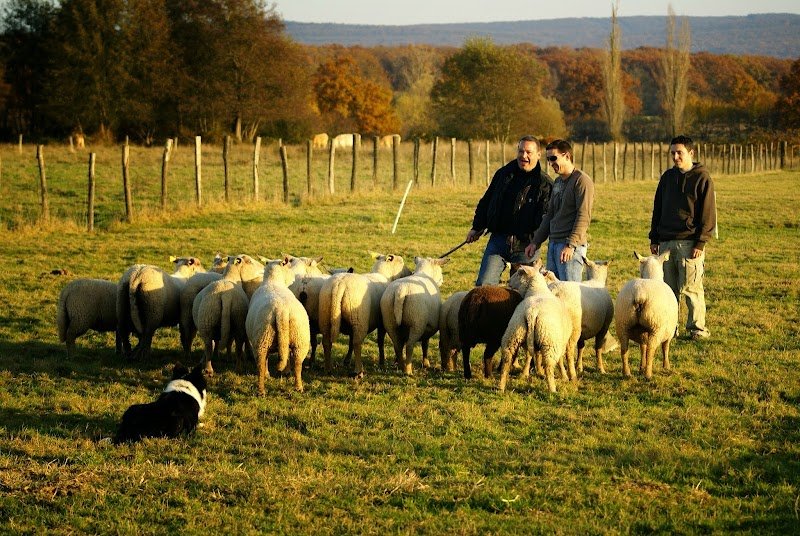 Gilles Delaye. Ethologue. Comportementaliste. Éducateur canin. Formateur