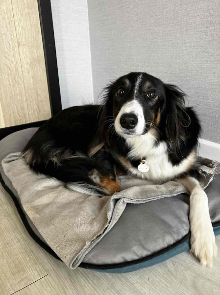 Gilles Delaye. Ethologue. Comportementaliste. Éducateur canin. Formateur - photo 3