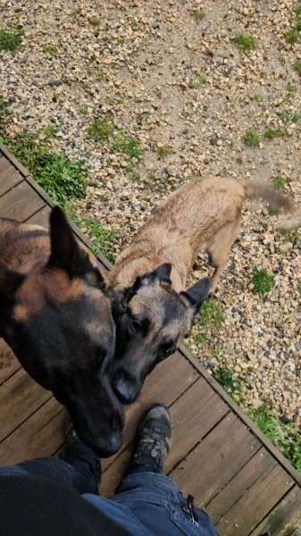 Equi Dog 38 - photo 1