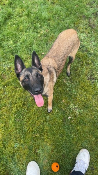 Equi Dog 38 - photo 2