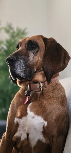 Equi Dog 38 - photo 3