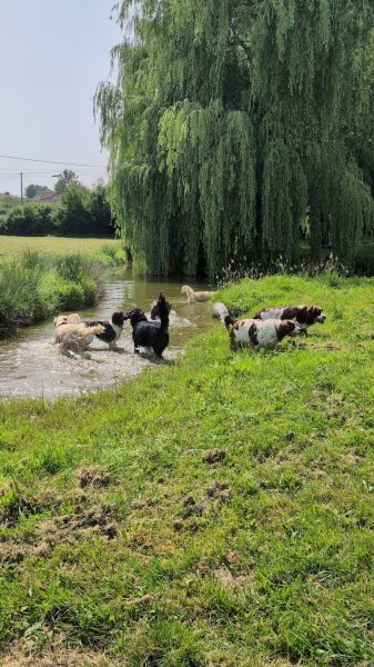 Centre canin toi mon ami - photo 1