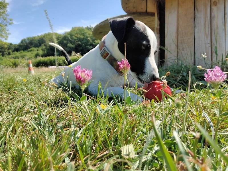Centre canin toi mon ami - photo 2