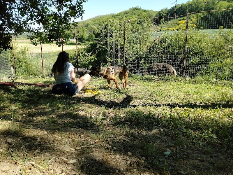 Centre canin toi mon ami - photo 3