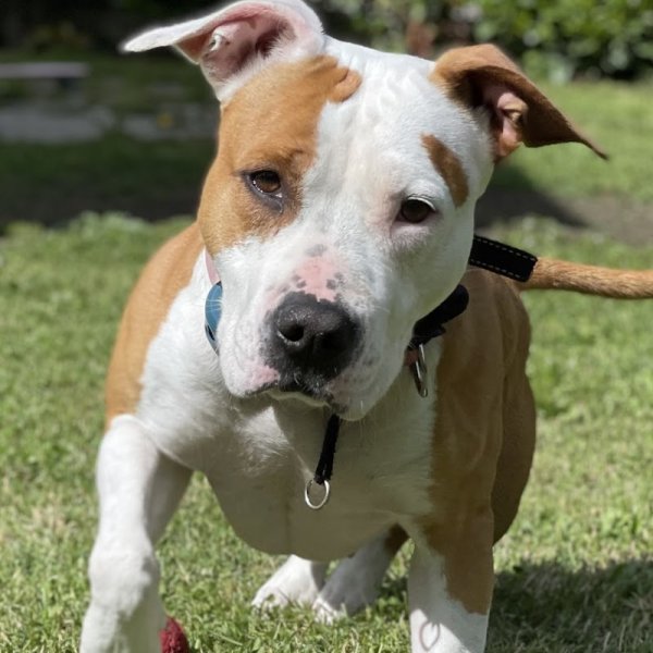 L'Hayden comportementaliste canin