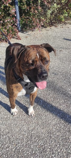 L'Hayden comportementaliste canin - photo 2