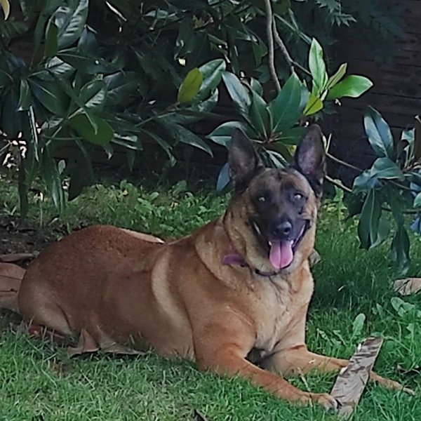 L'Hayden comportementaliste canin - photo 3