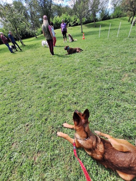 Syn'ophile - Education Canine et Comportement- Port sur saone - Vesoul