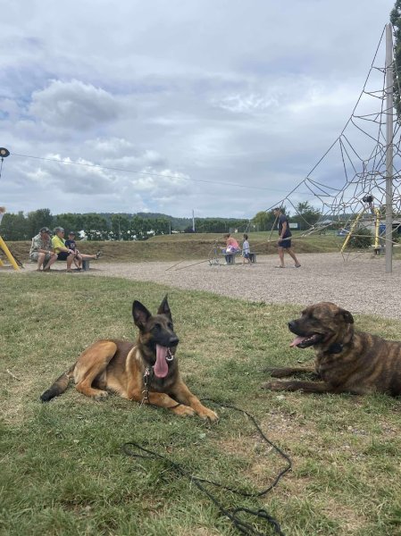 Syn'ophile - Education Canine et Comportement- Port sur saone - Vesoul - photo 2