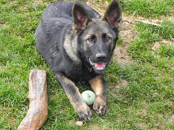 Prestachiens – Éducation canine à Vesoul & pension chiens à Port-sur-Saône - photo 2