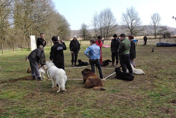 Prestachiens – Éducation canine à Vesoul & pension chiens à Port-sur-Saône - photo 3