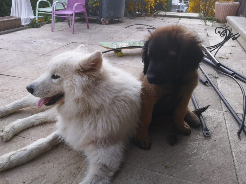 Pension canine d'Aoste - photo 2