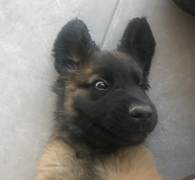 Pension canine d'Aoste - photo 3