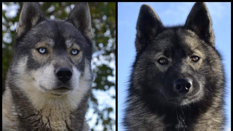 Des Flocons Sibériens - Elevage de Husky LOF & Centre de formation pour Éducateur canin - photo 1