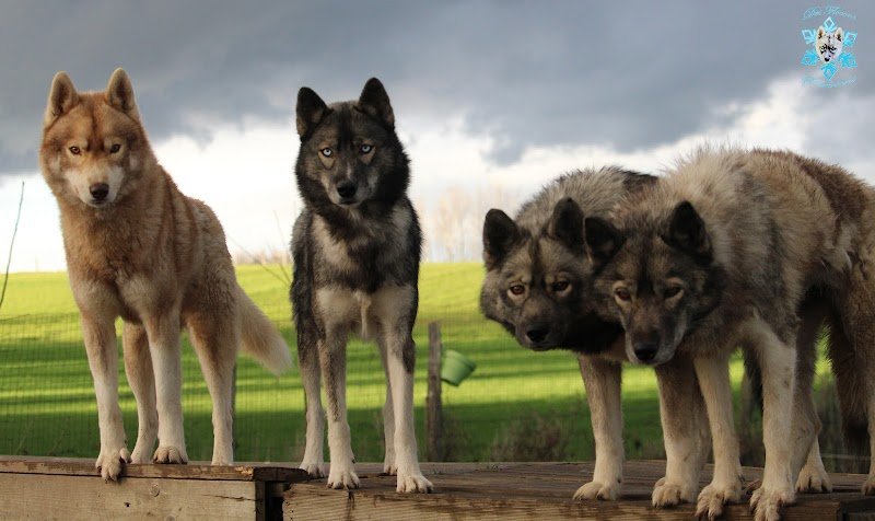 Des Flocons Sibériens - Elevage de Husky LOF & Centre de formation pour Éducateur canin - photo 2
