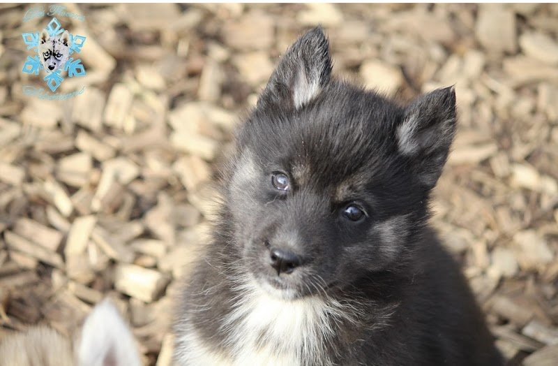 Des Flocons Sibériens - Elevage de Husky LOF & Centre de formation pour Éducateur canin - photo 3