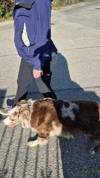 PRO-CANIN comportementaliste- education-dressage canin - photo 1