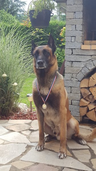 PRO-CANIN comportementaliste- education-dressage canin - photo 2