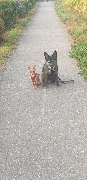 PRO-CANIN comportementaliste- education-dressage canin - photo 3