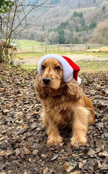 Pension canine du sapin, Pension pour chien - photo 2