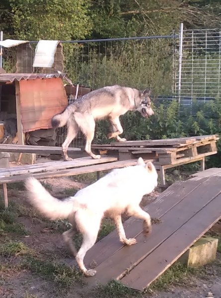 Chiens Loups de l'Ain